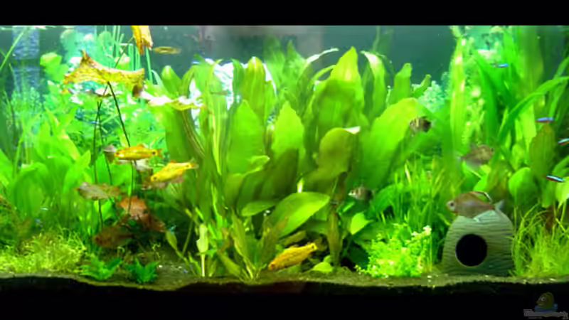 21.01.2007 - 240l Becken