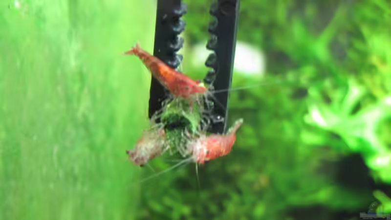 21.01.2011 Mhhhhh...Brennesselstixx ... lecker! von Opodeldok (49)