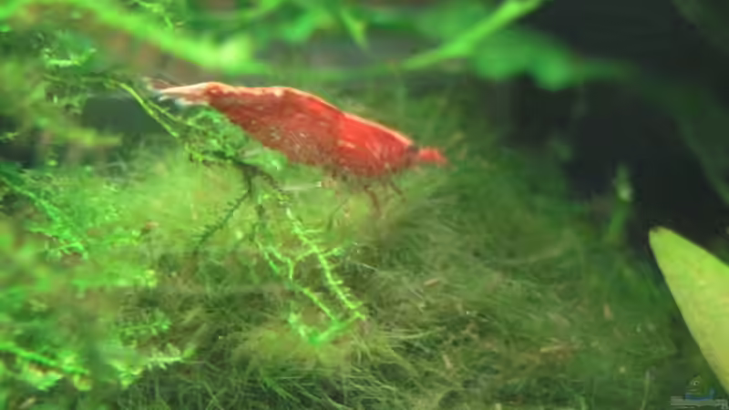 21.01.2011 von Opodeldok (48)