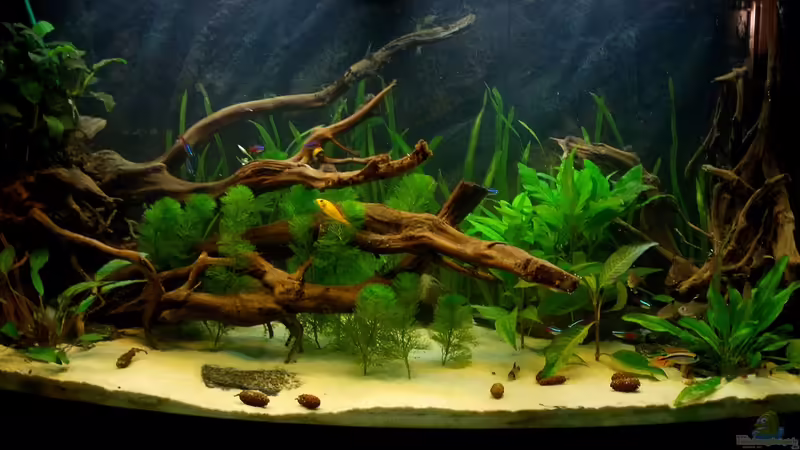 21.01.2012 von Koehler (13)