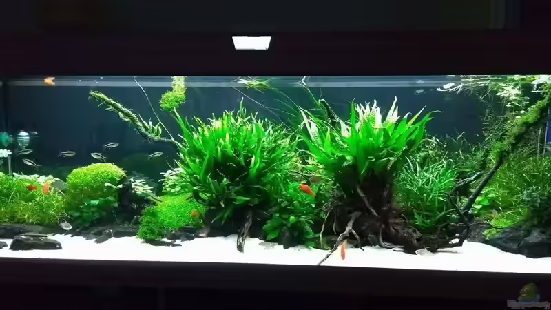 21.01.2018: Eheim LED+ bei 35% und 2 eingeschaltete Eheim T5 freshpower daylight von C-NA (16)