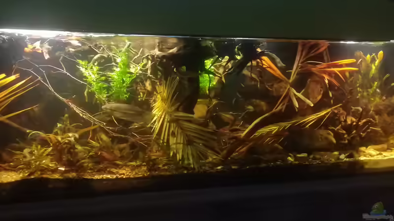 21.01.2019  von der Theoretiker (4)