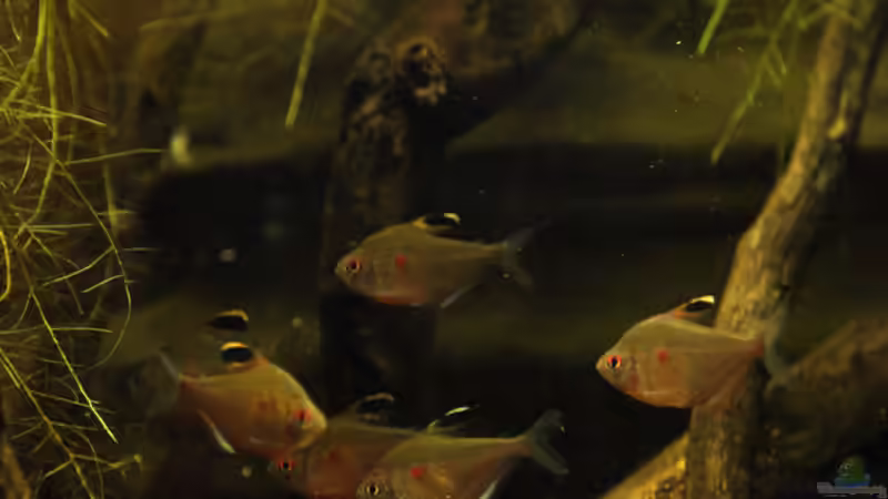 21.02.2010 von Tilo Schmiedl (13)