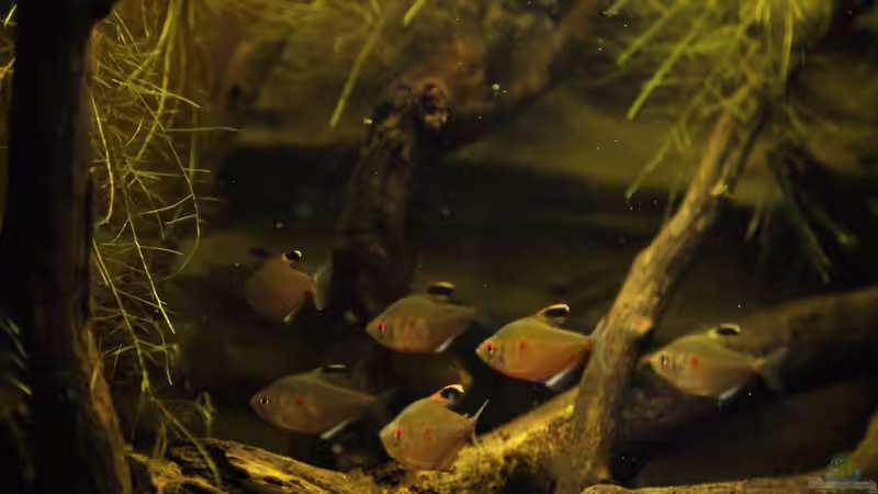 21.02.2010 von Tilo Schmiedl (14)