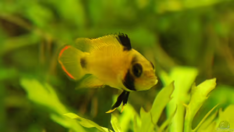 21.02.2015 ~ A. nijsseni Weibchen von Quyrill (39)