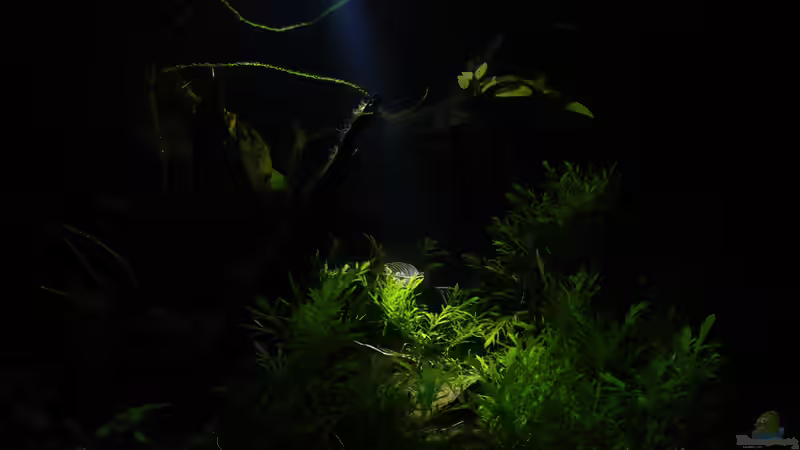 21.02.2015 ~ bei Nacht von Quyrill (1)