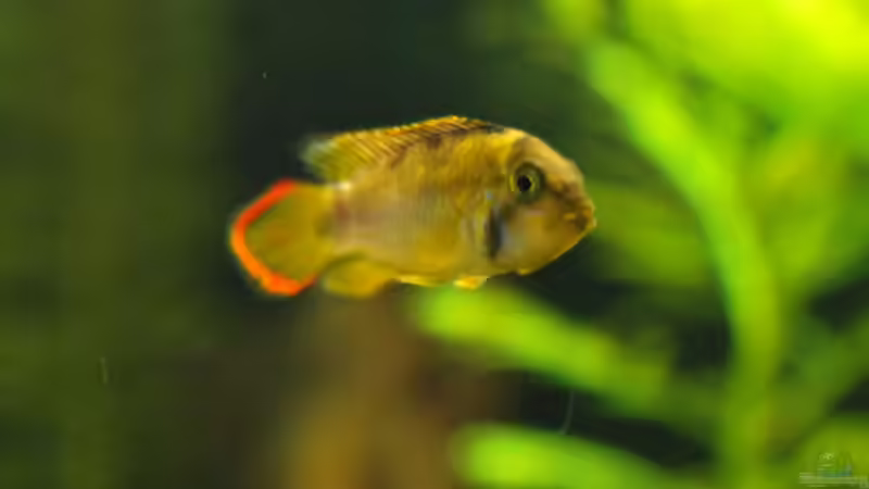 21.02.2015 ~´Pascha´ A. nijsseni Männchen von Quyrill (40)