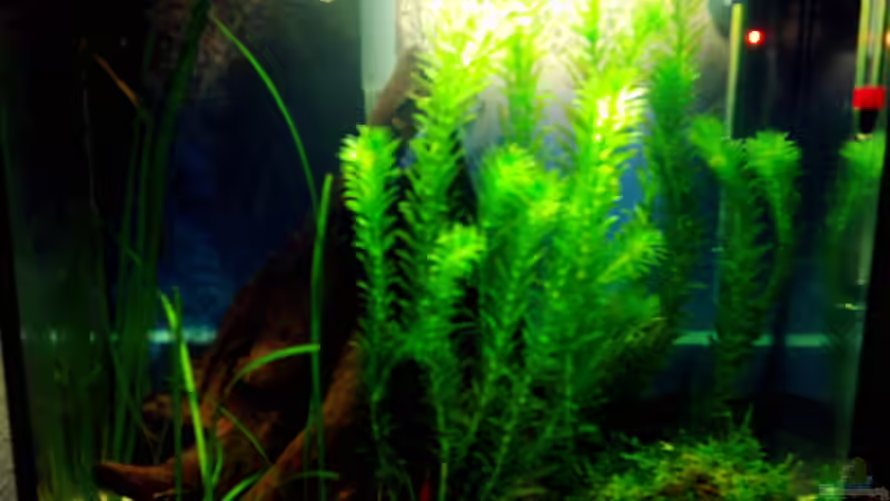 21.03.07 von Beatrix Schwemer (1)