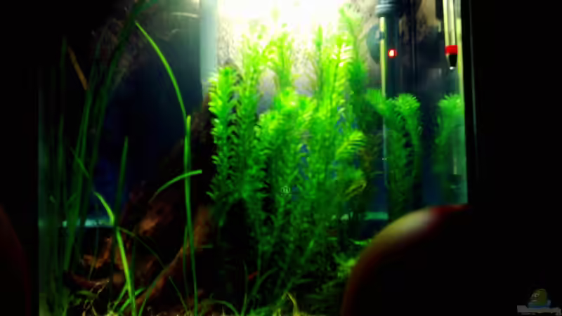 21.03.07 von Beatrix Schwemer (2)