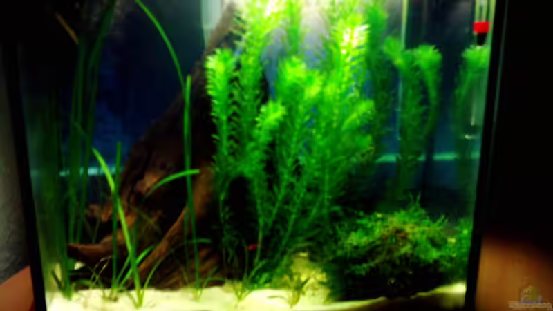 21.03.07 von Beatrix Schwemer (3)