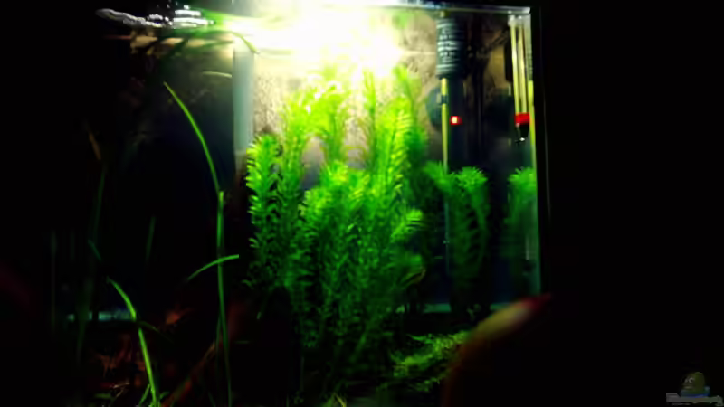 21.03.07 von Beatrix Schwemer (4)