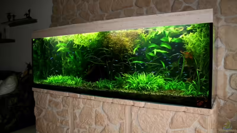 21.03.2009 Dschungel die Disken sind alle unter der Wurzel versteckt von @mazonas (2)