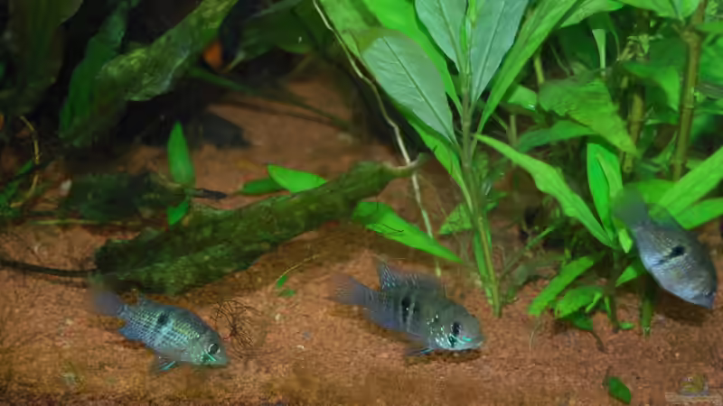 21.03.2012 Drei Barsche haben sich gleichermaßen blass gefärbt. von Jan16 (33)