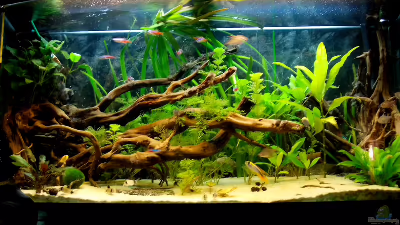 21.03.2012 von Koehler (15)