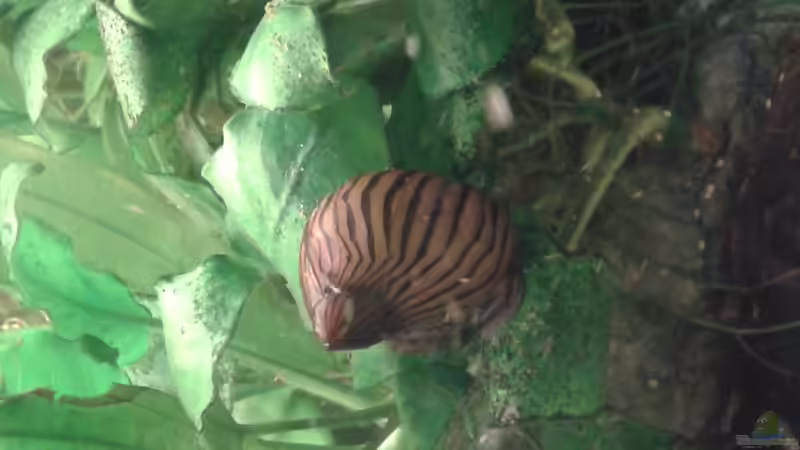 21.03.2016 Zebrarennschnecke von Ele Meer (18)