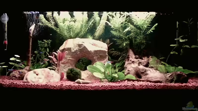 21.04.2006(knapp 4 Wochen nach dem Einrichten) von Mike Keller (5)