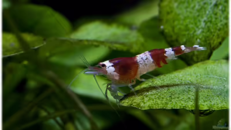 21.04.2012 von Ralf64 (59)