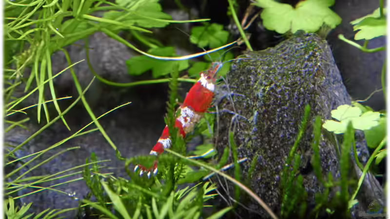 21.04.2012 von Ralf64 (60)