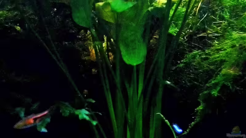 21.04.2014 von snooze (6)