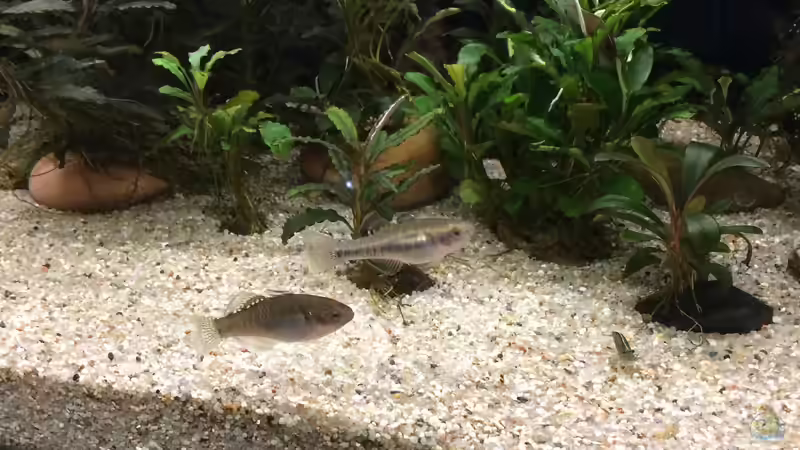 Hypseleotris compressa im Aquarium halten (Einrichtungsbeispiele für Kaisergrundeln)