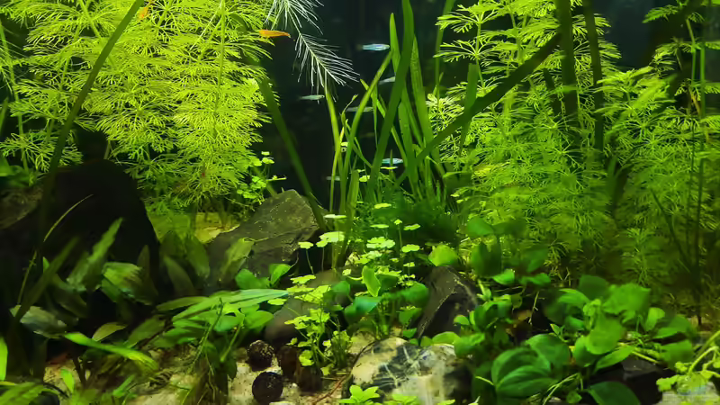 21.05.2021 Poropanchax brichardi sind eingezogen von okefenokee (34)