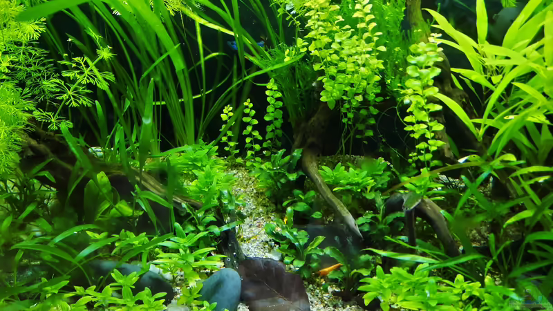 21.05.2021 von okefenokee (12)