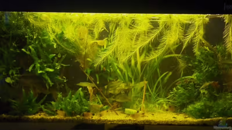 21.06.2010 von Zebraschneggla (10)