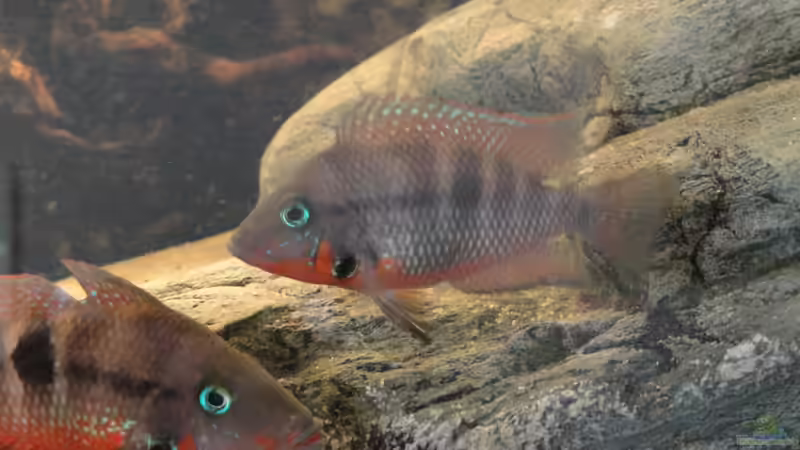 21.06.2015 von Laura (44)