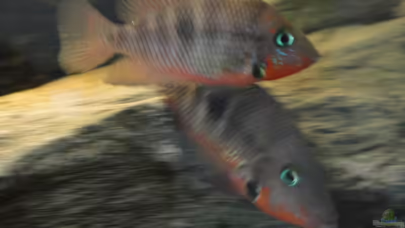 21.06.2015 von Laura (46)