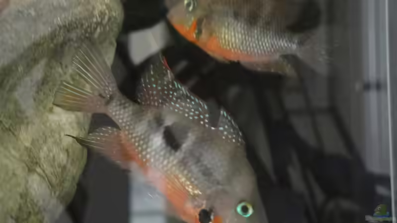 21.06.2015 von Laura (47)