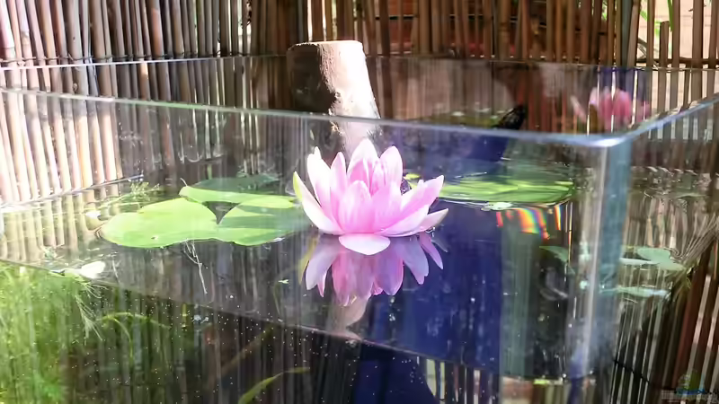 21.07.16 von Laufilauf (3)