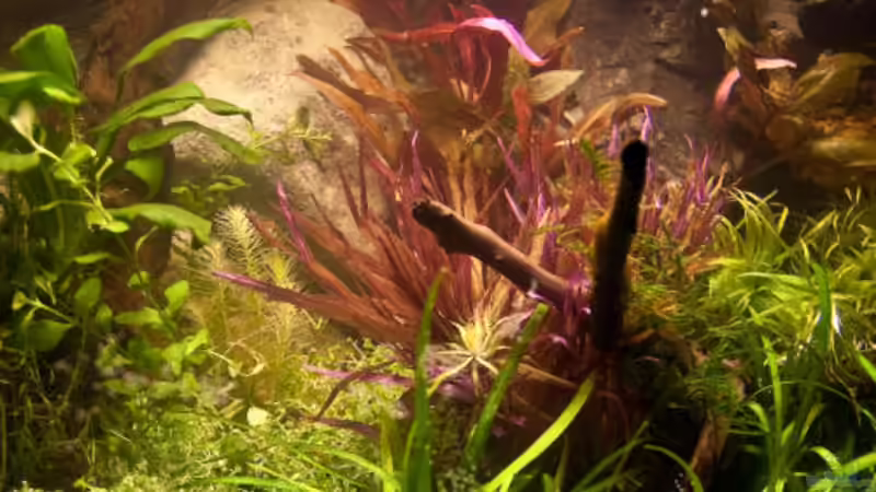 21.07.2010 von Ralf64 (31)