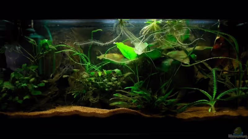 21.07.2012 von Koehler (11)