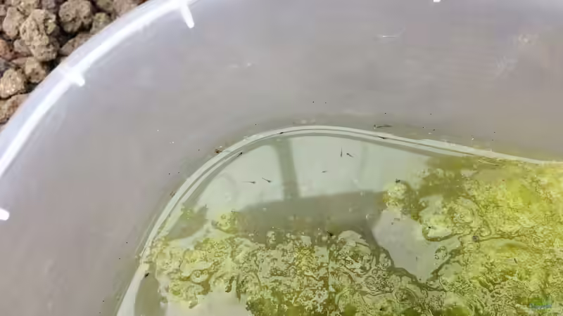 Oryzias latipes halten (Einrichtungsbeispiele für Medaka)