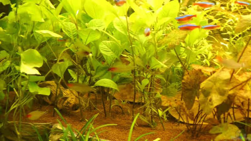 21.08.12 von Robert Reinsch (4)