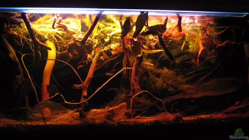 21.08.2015 von der Theoretiker (7)