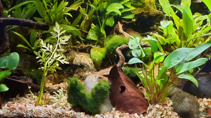 21.08.2020 von okefenokee (7)