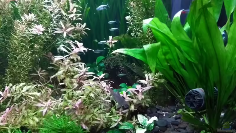 21.09.18 rechte Seite mit Strömungsbereich für die Garas von Stephy (12)