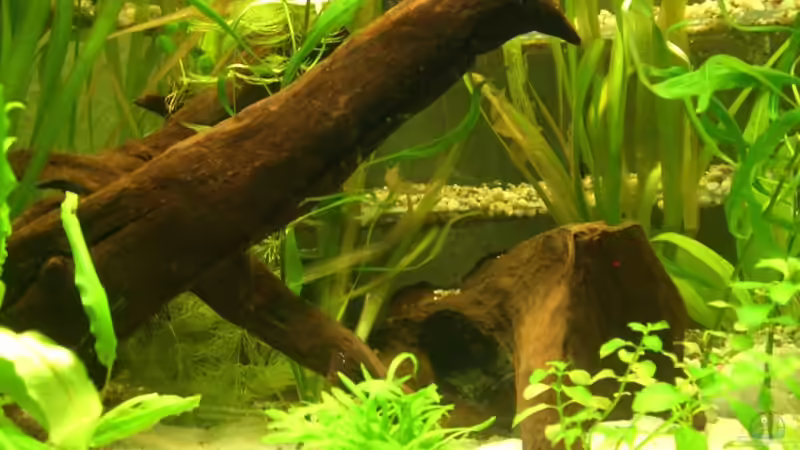 21.10.10 unter und hinter den Wurzeln gibt es gute Verstecke von M to the ilan (28)