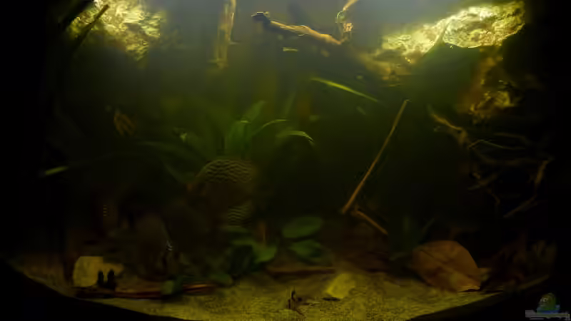 21.10.12 1. Foto nach Neugestaltung, noch sehr trüb von ~Marco~ (14)