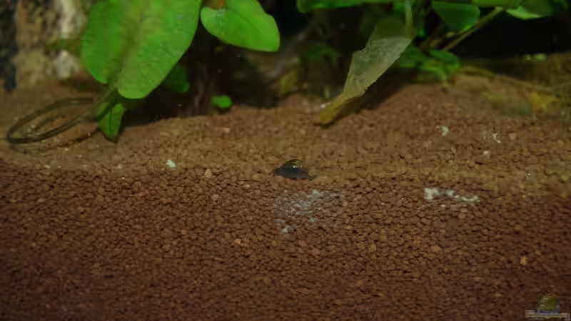 21.10.12 Erster Besucher entdeckt... von Sven Seibert (73)