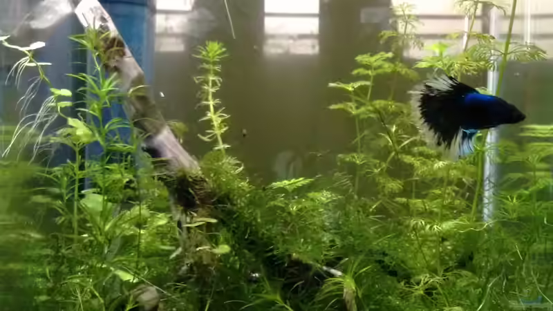 21.10.17 von Stephy (2)