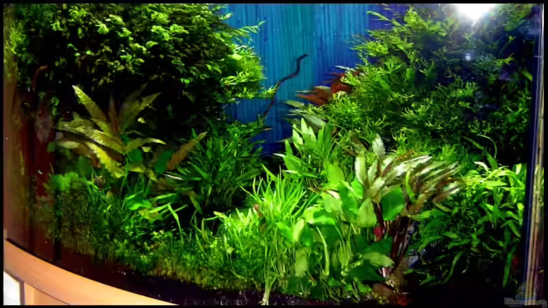 21.10.2006 Frontansicht der Pflanzen.  von David Weidenbacher (18)