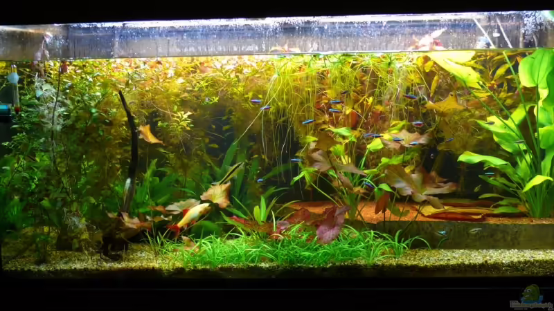 21.10.2008 von Die kleine Meerjungfrau (11)