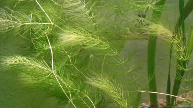 21.10.2010 mal wieder Zeit das Tausendblatt zu Gärtnern von M to the ilan (17)