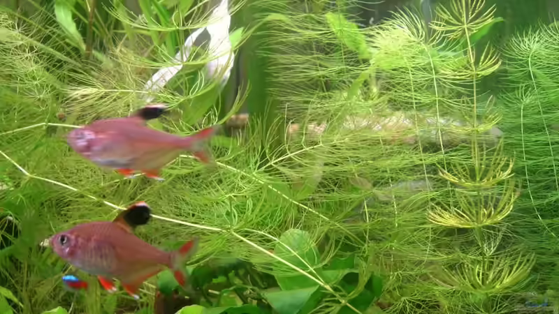 21.10.2010 Schmucksalmler von M to the ilan (44)