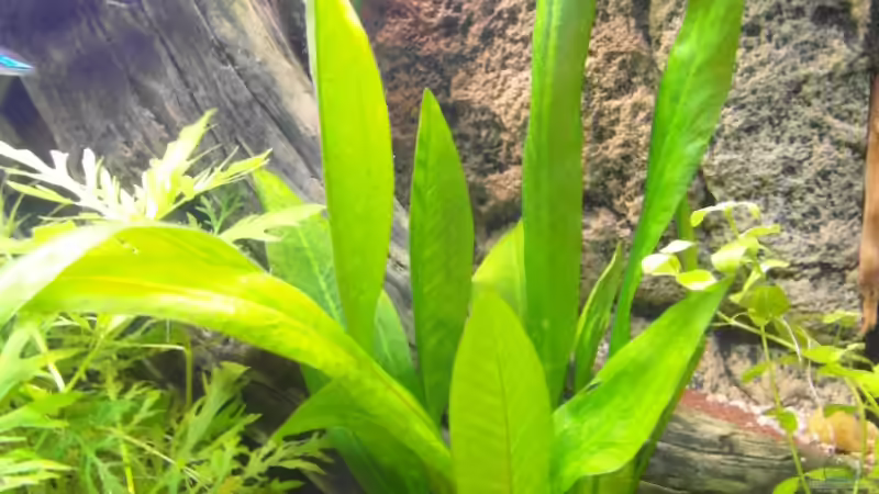 21.10.2013 von Intershrimpview (37)