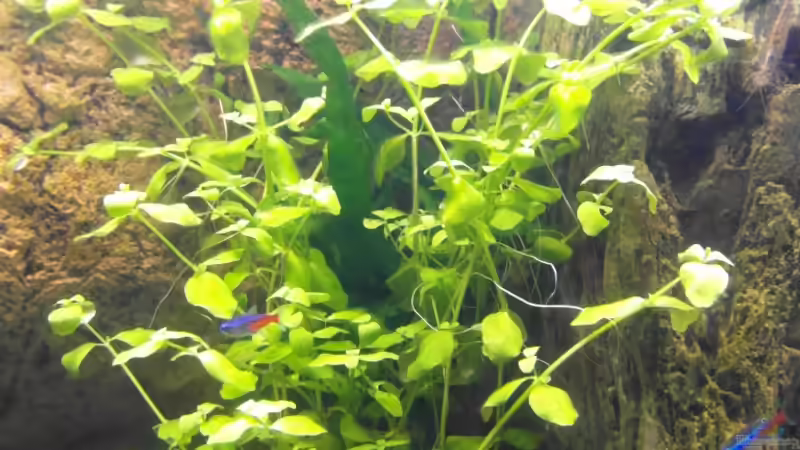 21.10.2013 von Intershrimpview (40)