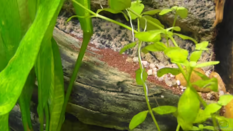 21.10.2013 von Intershrimpview (41)