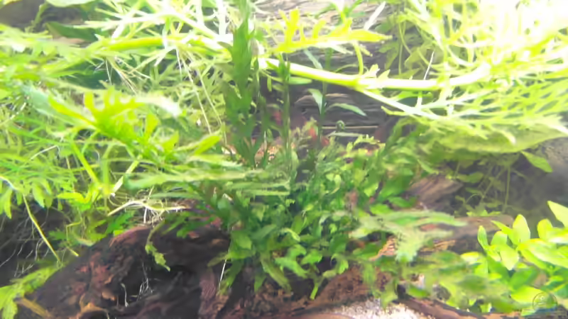 21.10.2013 von Intershrimpview (42)